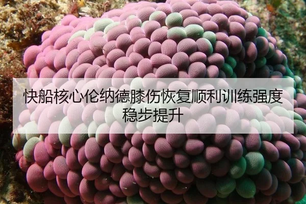kuai-chuan-he-xin-lun-na-de-xi-shang-hui-fu-shun-li-xun-lian-qiang-du-wen-bu-ti-sheng-2-740.jpg